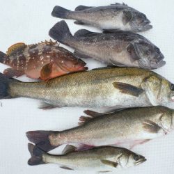 TOPGUN名古屋 釣果