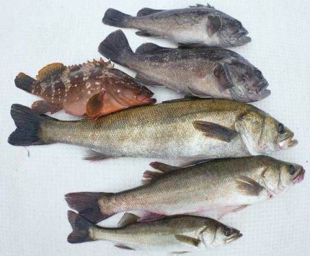 TOPGUN名古屋 釣果