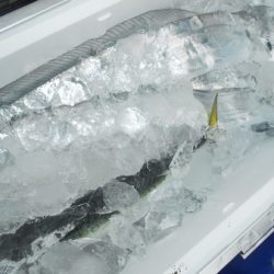 こうゆう丸 釣果