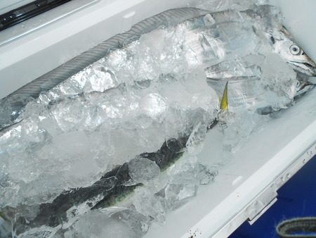 こうゆう丸 釣果