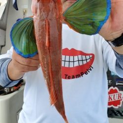 遊漁船　ニライカナイ 釣果