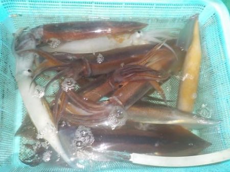 第二むつ漁丸 釣果