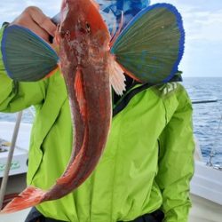 遊漁船 ニライカナイ 釣果