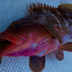 Magic(マジック) 釣果