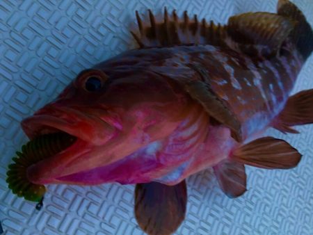 Magic(マジック) 釣果