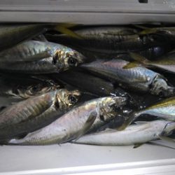 遊漁船 新鋭丸 釣果