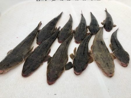 Magic（マジック） 釣果