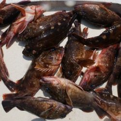 TOPGUN名古屋 釣果