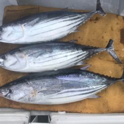 まると屋 釣果