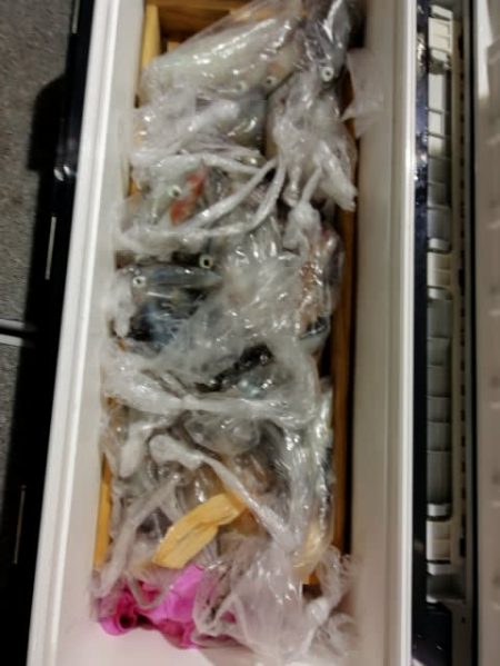 第二大福丸 釣果