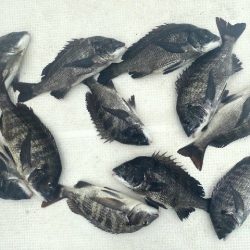 TOPGUN名古屋 釣果