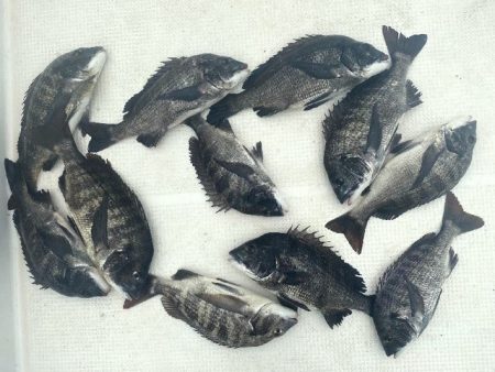 TOPGUN名古屋 釣果