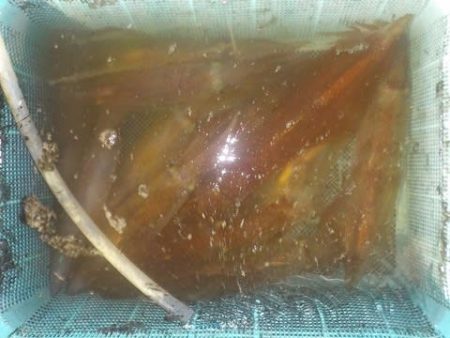 第二むつ漁丸 釣果