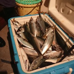 魁皇 釣果