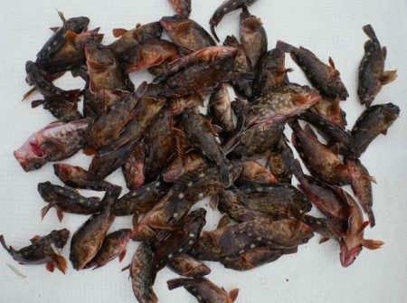 TOPGUN名古屋 釣果