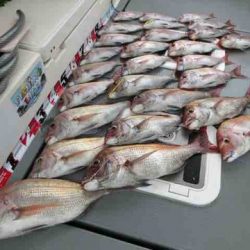 遊漁船 セトマリン 釣果