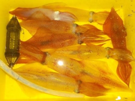 第二むつ漁丸 釣果