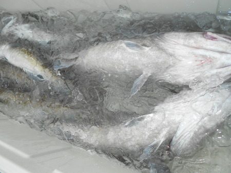 こうゆう丸 釣果