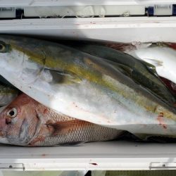 遊漁船　ニライカナイ 釣果