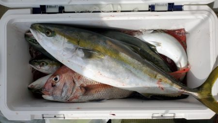 遊漁船　ニライカナイ 釣果