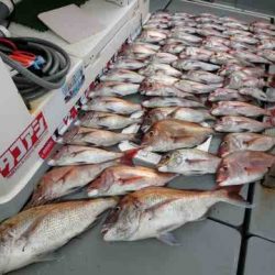 遊漁船 セトマリン 釣果