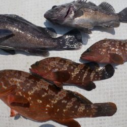 TOPGUN名古屋 釣果