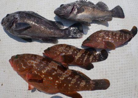 TOPGUN名古屋 釣果