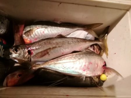 松福丸 釣果