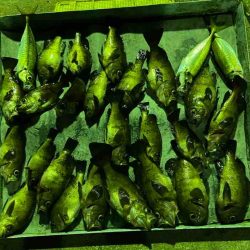 明神釣船 釣果