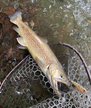 フィッシング サンクチュアリ 釣果