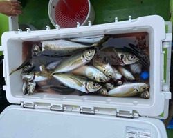 久里浜黒川本家 釣果