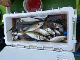 久里浜黒川本家 釣果