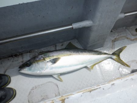 遊漁船 遊友 釣果