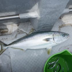 遊漁船 遊友 釣果