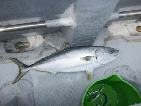 遊漁船 遊友 釣果