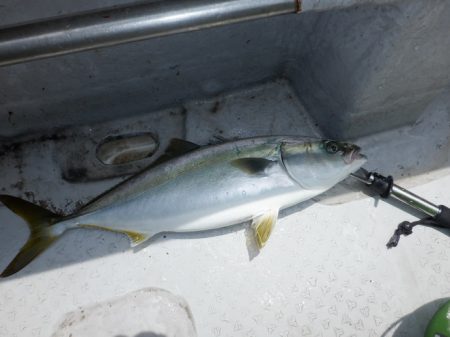 遊漁船 遊友 釣果