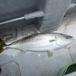 遊漁船 遊友 釣果