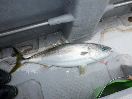 遊漁船 遊友 釣果