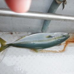 遊漁船 遊友 釣果