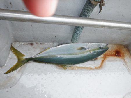 遊漁船 遊友 釣果