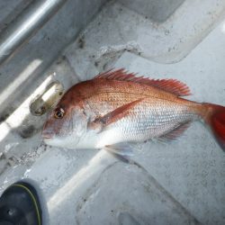 遊漁船 遊友 釣果