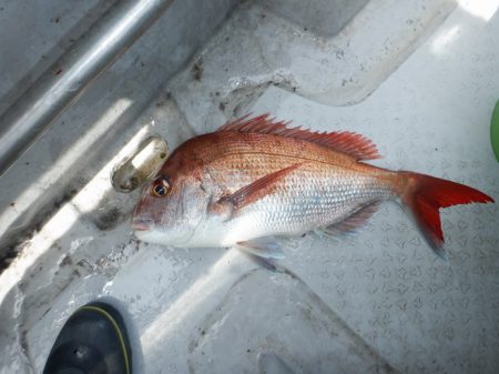 遊漁船 遊友 釣果