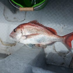 遊漁船 遊友 釣果