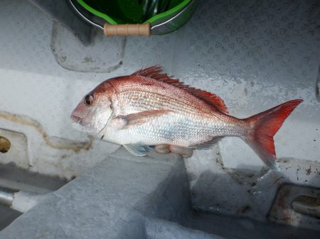 遊漁船 遊友 釣果