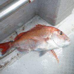 遊漁船 遊友 釣果