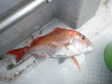 遊漁船 遊友 釣果