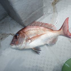 遊漁船 遊友 釣果