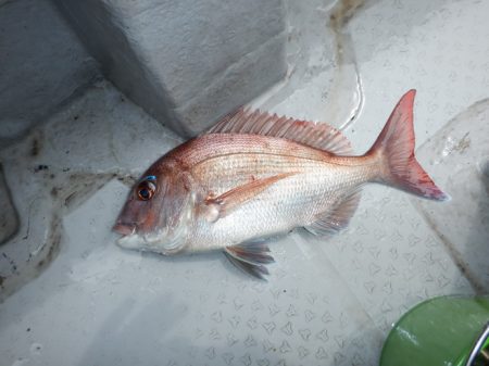 遊漁船 遊友 釣果