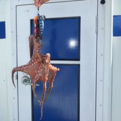 遊漁船 遊友 釣果