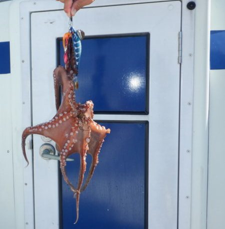 遊漁船 遊友 釣果